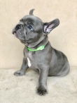 Pure breed french bulldog
